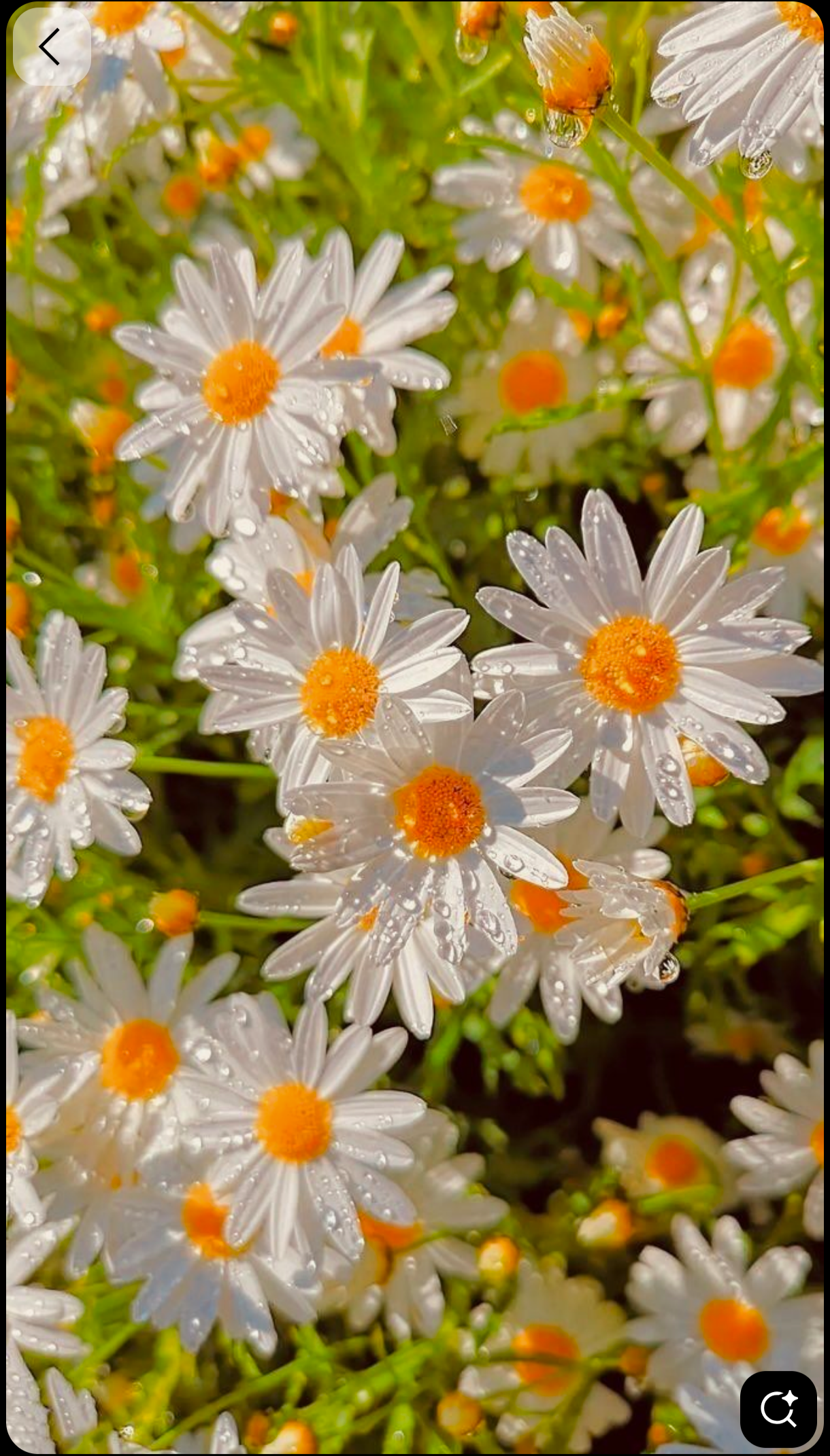 Chandni Sharma gurnani  - portfolio