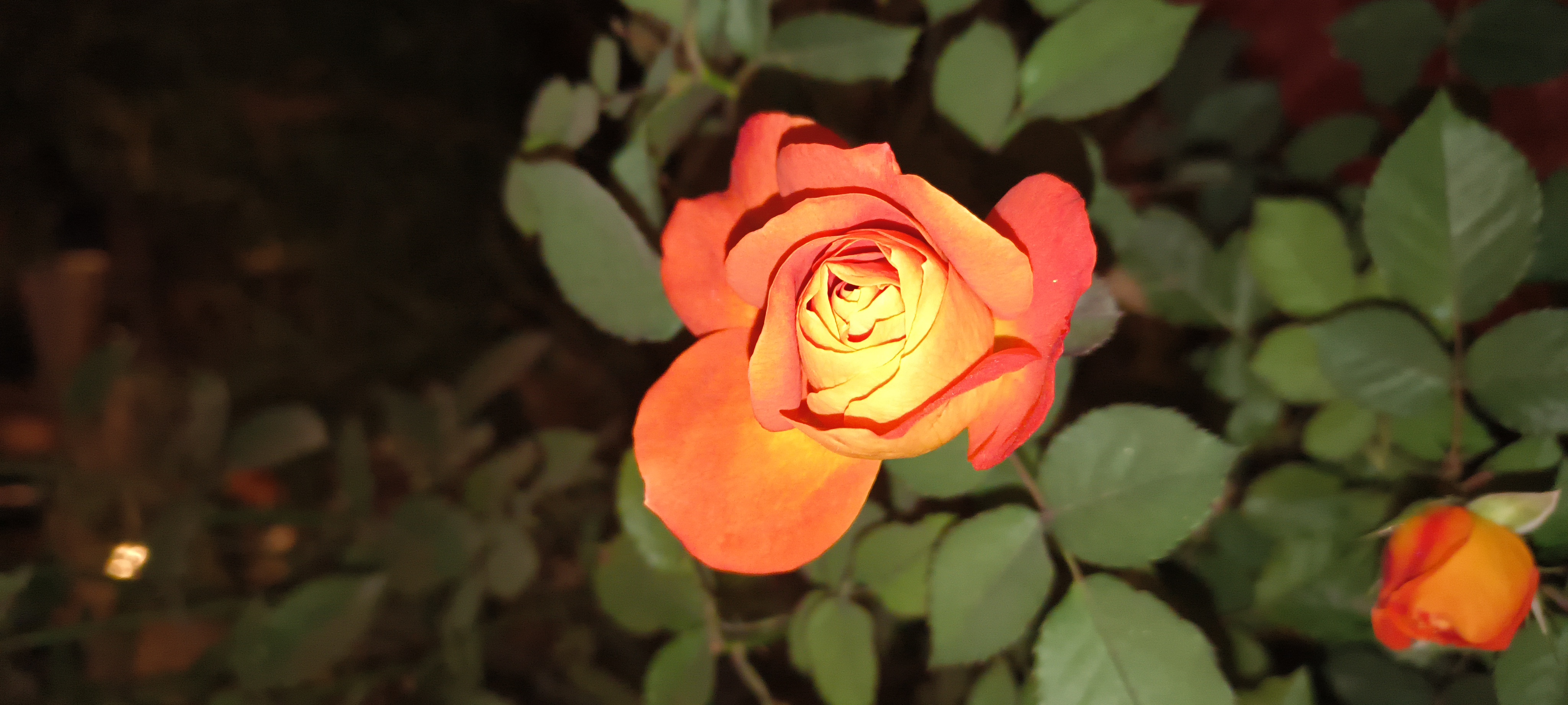 Chandni Sharma gurnani  - portfolio