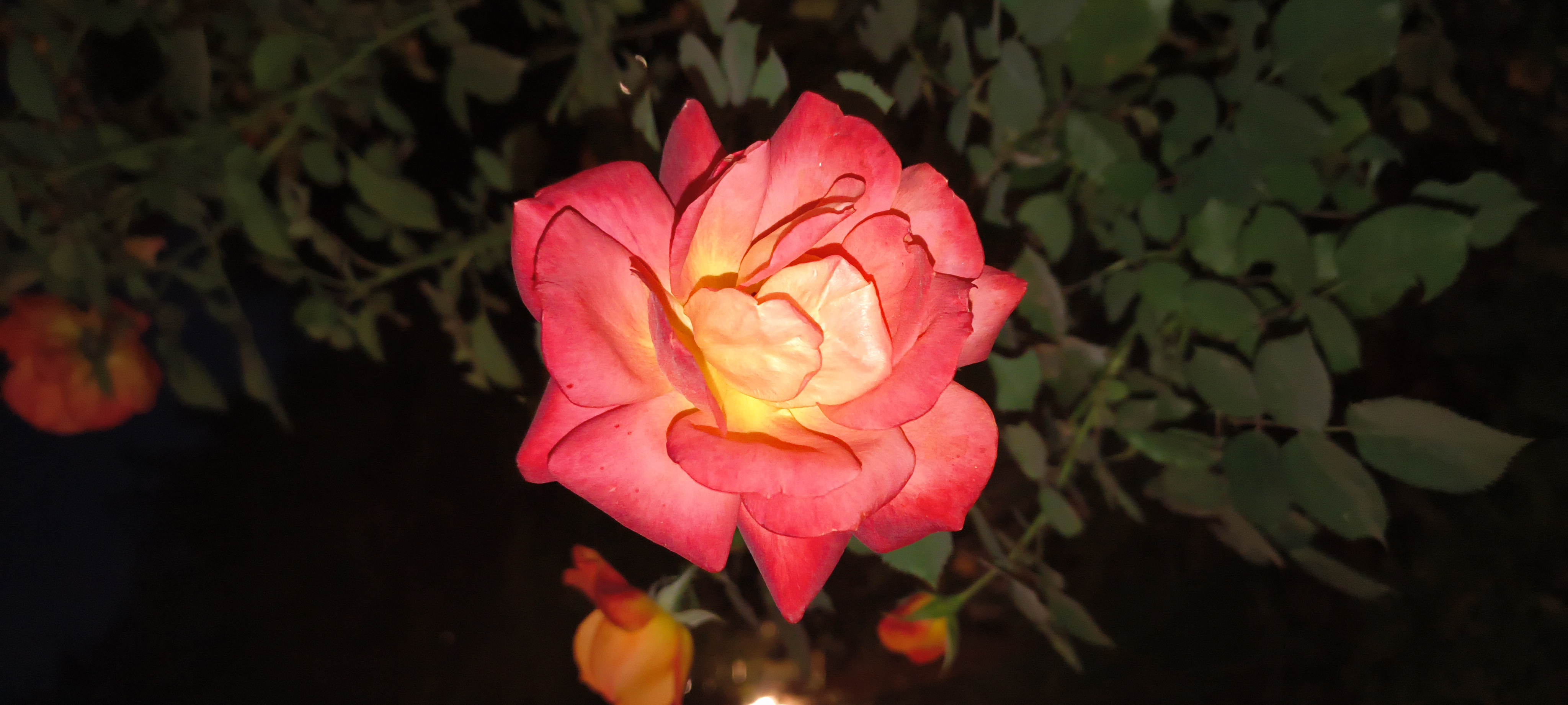 Chandni Sharma gurnani  - portfolio