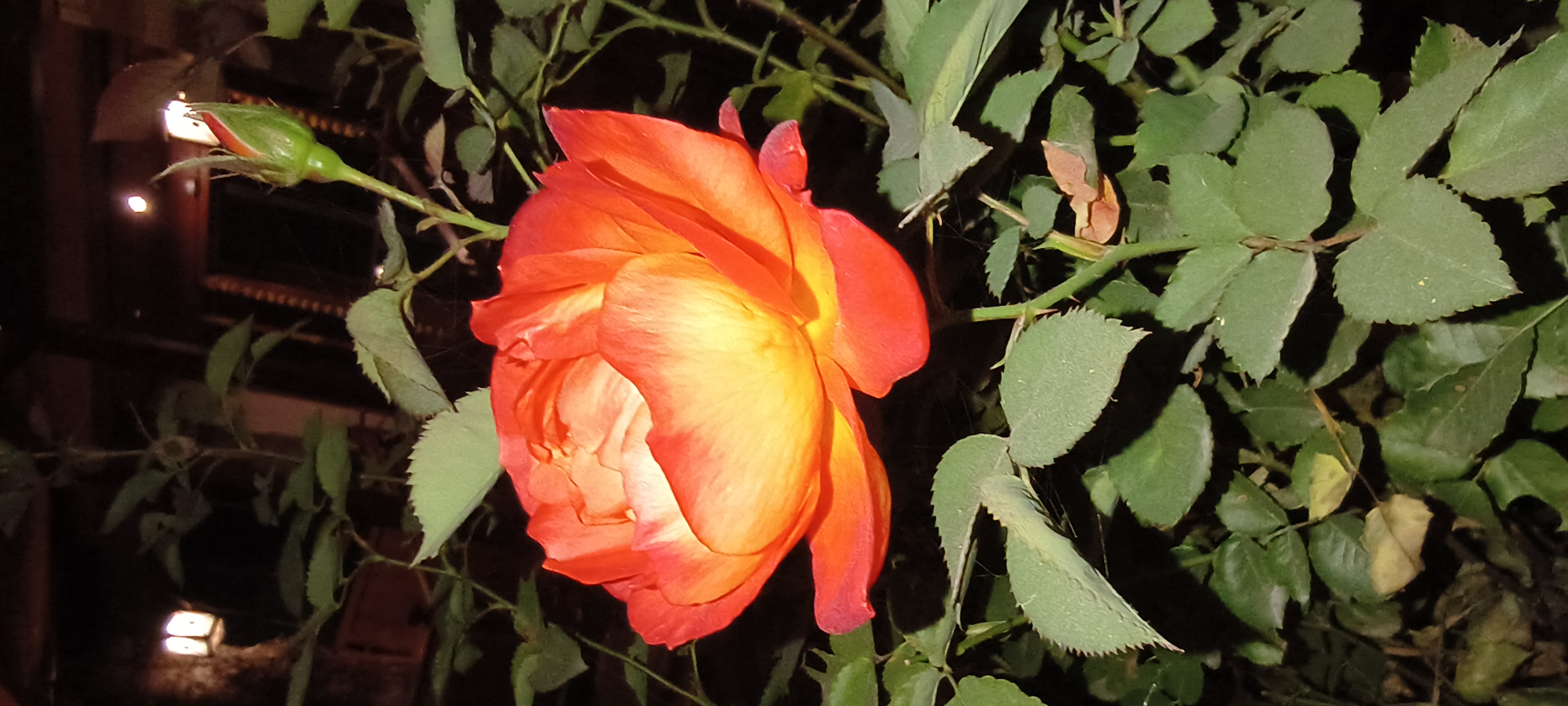 Chandni Sharma gurnani  - portfolio